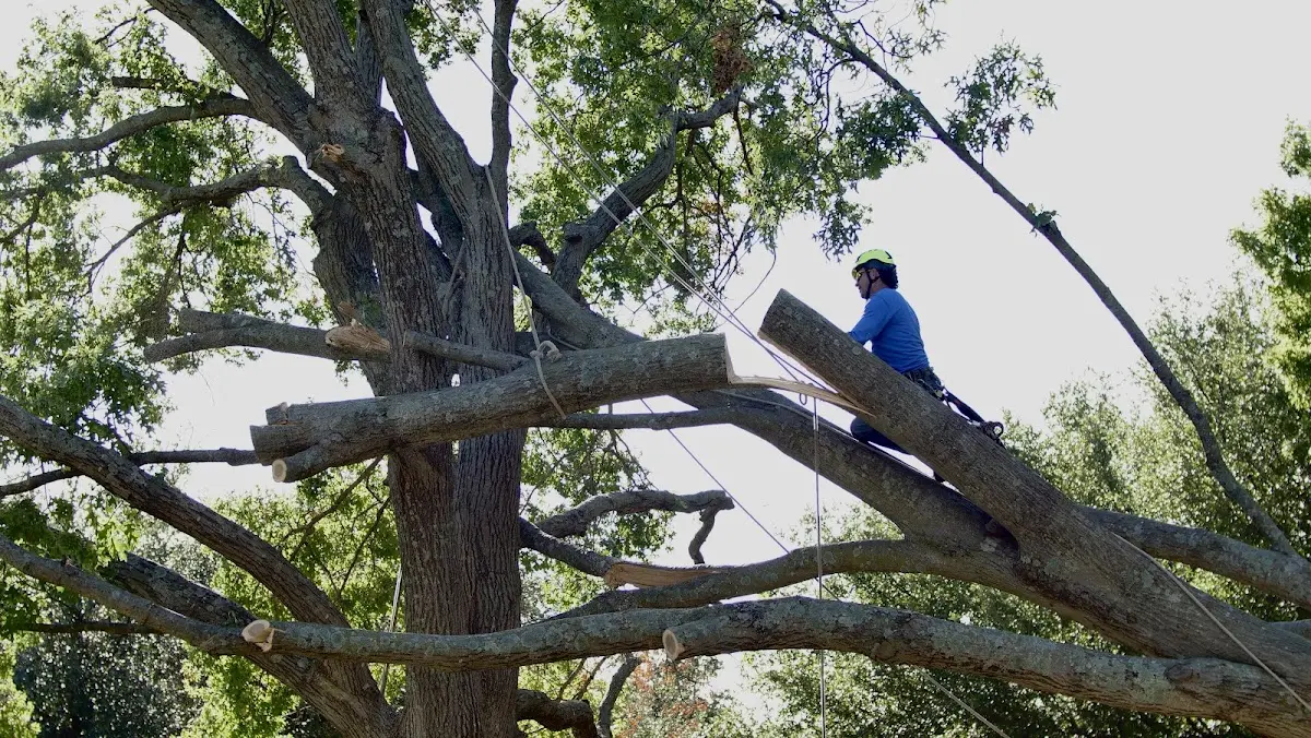 Professional Crown Thinning performed by certified arborists in Edgard